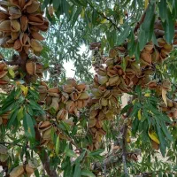 نهالستان بدون واسطه  نوین آرش