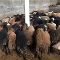 فروشنده و خری دار گوسفند،بره،گوساله،گاو|حیوانات مزرعه|تهران, تهرانپارس غربی|دیوار