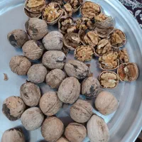 گردو تازه