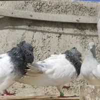 باشگویوباشموشی