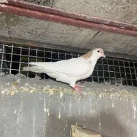 کفتر|پرنده|تربت جام, پاسداران|دیوار