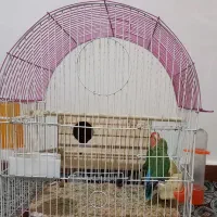 طوطی برزیلی نرو ماده|پرنده|محمدشهر, محمدشهر|دیوار