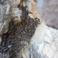 عسل اصل وحشی