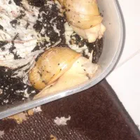 حلزون مولد آلبینو