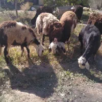 تعداد ۶تا بره پلنگی درجه یک