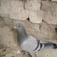 گمشده جوجه کبوتر سبز....