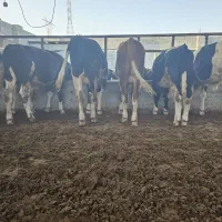 6گوساله نر سیمینتال اصل|حیوانات مزرعه|لامرد, |دیوار