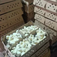 جوجه مرغ گوشتی راس 308 موجوده