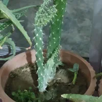 گل طبیعی با گلدان حراج دونه ای 90تومن|گل و گیاه طبیعی|سلماس, |دیوار