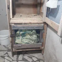 جفتگاه کبوتر