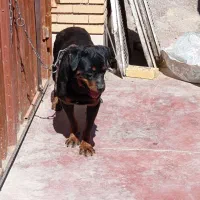 ماده رتوایلر