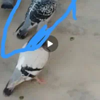 پلاکی گمشده|حیوانات|دورود, |دیوار