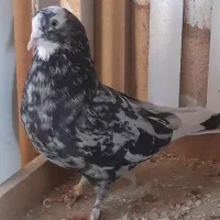 بوم هما و سرور