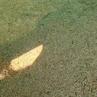 فروش جوبذری