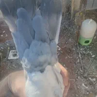 کفتر|پرنده|کرمان, |دیوار