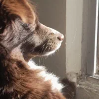 ۲تا سگ پاکوتاه خوشگل بانمک|سگ|شاهرود, |دیوار