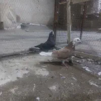 دوعدد کبوتر گرفتنی