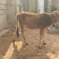 گوساله ماده|حیوانات مزرعه|بندر ماهشهر, |دیوار