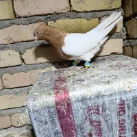 کبوتر پرنده|پرنده|بروجرد, |دیوار
