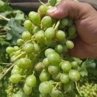 آب لیمو25 آبغوره 30|خوردنی و آشامیدنی|شیراز, شهرک پرواز|دیوار