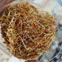 ریشه زعفران