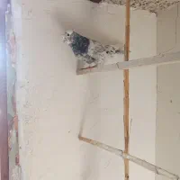 فروش دو عدد کبوتر پرشی