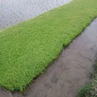 توم علی کاظمی اصلاح شده