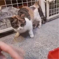 واگذاری گربه dsh