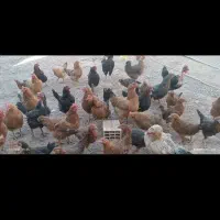 حدود   ۶۵تا مرغ