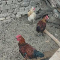 خروس گوشتی|حیوانات مزرعه|کاشان, طاهرآباد|دیوار