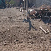 یک   گلاده سگ نر