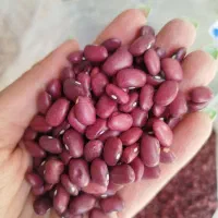 حبوبات   ارزان   شد