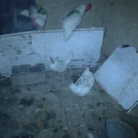 10عدد مرغ سفید با یک خروس سفید تخمی گذار