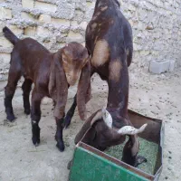 فروش بز،کهره و چبش پاکستانی|حیوانات مزرعه|قیروکارزین, |دیوار