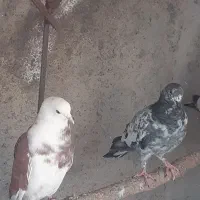 کبوتر