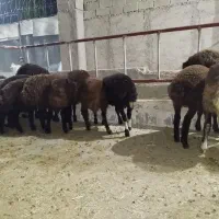 گوسفند زنده بره و بزغاله نر گوشتی ۱۸ تا 50 کیلو|حیوانات مزرعه|کرج, کیانمهر|دیوار