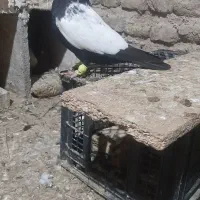 نرسینه سیاه