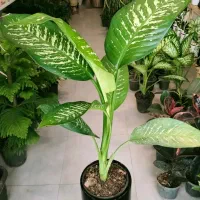 فروشگاه گل و گیاه آپارتمانی (طبیعی)|گل و گیاه طبیعی|تربتحیدریه, بی بی حسنیه|دیوار