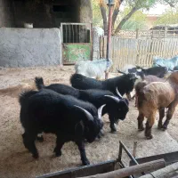 فروش کهره نر