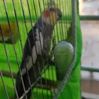 یک جفت عروس هلندی و یکدانه مرغ عشق|پرنده|تاکستان, |دیوار