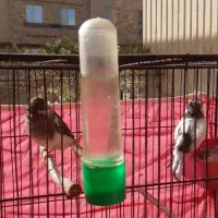 قناری گلاستراورجینال|پرنده|اصفهان, باغ نگاره|دیوار