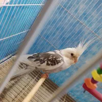 قفس 40در 60ویه عروس هلندی نر|پرنده|سبزوار, کلاته سیفر|دیوار