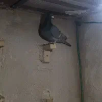 کفتر|پرنده|شیراز, کوشک میدان|دیوار