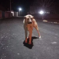 سگ سراب وافغان