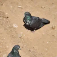 کفتر درجه یک