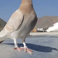 فروش ماده پلاکی زرد زرنگ به شرط قیمت 450