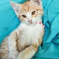 واگذاری گربه ناز وشیطون