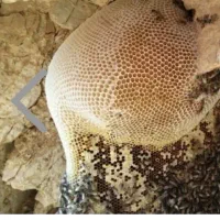 روغن گوسفندی درجه ۱|خوردنی و آشامیدنی|بافق, |دیوار