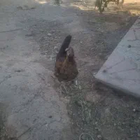 خروس محلی گلین اصل