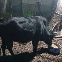 گاو هفت ماه شکم دار